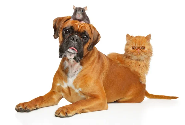Cat, dog and rat together — Stock Photo, Image