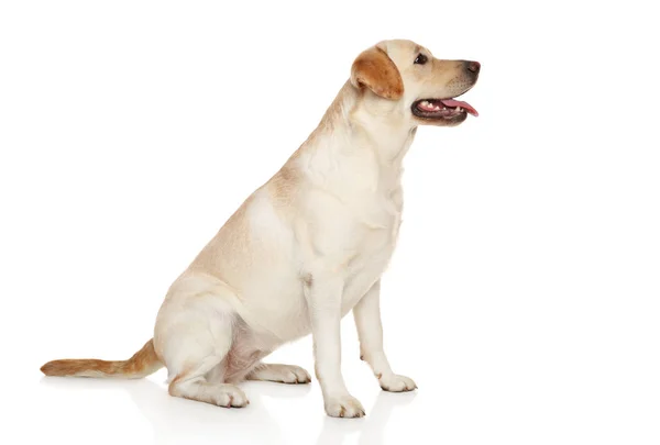 ลูกสุนัข Labrador นั่งบนพื้นหลังสีขาว — ภาพถ่ายสต็อก