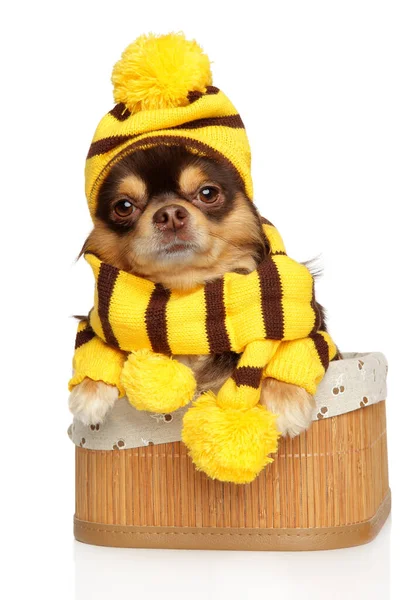 Chihuahua im Bienenkostüm auf weißem Hintergrund — Stockfoto