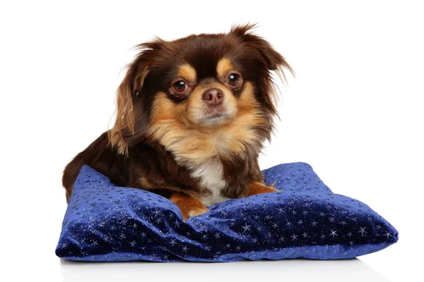 Longhair Chihuahua descansando sobre travesseiro azul escuro — Fotografia de Stock