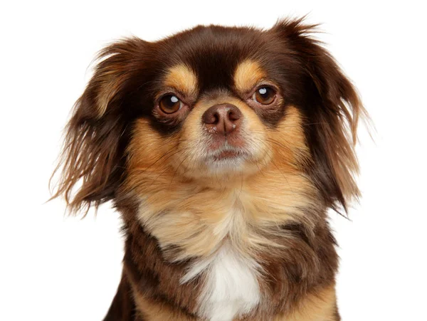 Зблизька собака чіхуахуа з довгим волоссям — стокове фото