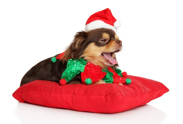 Chihuahua Vánočním Kostýmu Leží Polštáři Bílém Pozadí — Stock fotografie