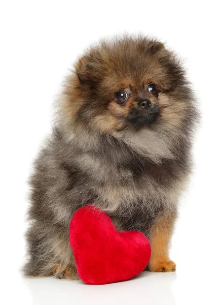 Pomeranian Spitz Puppy Red Heart White Background Theme Baby Animals — Stock Photo, Image