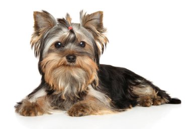 Beyaz arka planda poz veren Yorkshire Terrier köpeği.