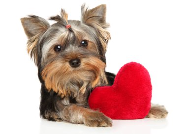 Yorkshire Terrier köpeği beyaz arka planda kalp şeklinde kırmızı yumuşak bir oyuncakla yatar.