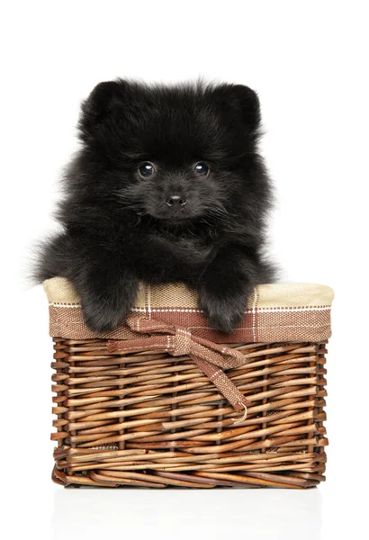 Cute Black Pomeranian Spitz Щенок Сидит Плетеной Корзине Белом Фоне — стоковое фото