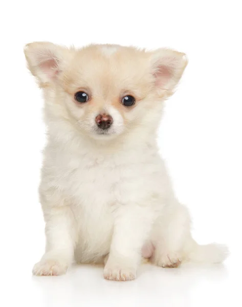 Schattige Chihuahua Pup Zit Een Witte Achtergrond Vooraanzicht — Stockfoto