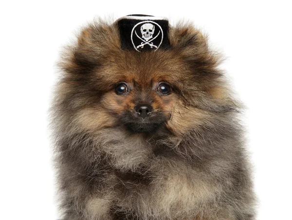 Pomeranian Spitz Hvalp Pirat Hat Hvid Baggrund Front View - Stock-foto