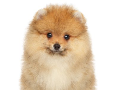 Beyaz bir arka planda Pomeranya Spitz köpeğinin yakın plan portresi.