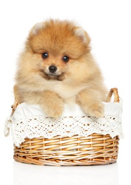 Komik Spitz köpek yavrusu beyaz arka planda hasır sepette kameraya bakıyor.