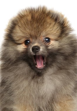 Pomeranya Spitz köpek yavrusunun yakın çekimi, ön manzara.