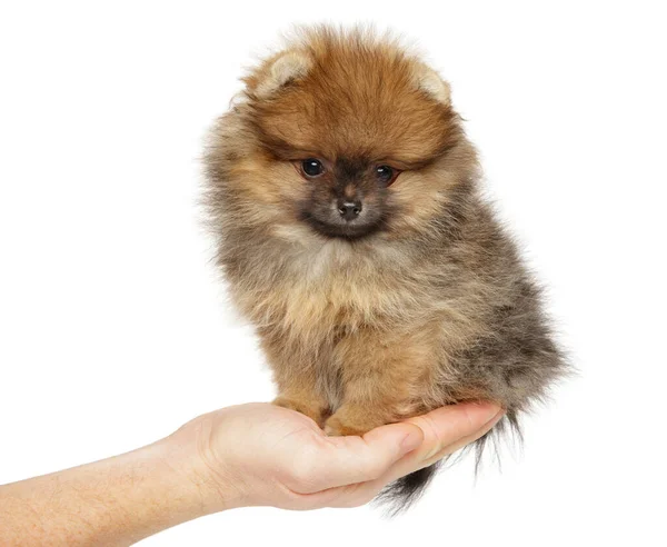 Aranyos Pomeranian Spitz Kiskutya Kezében Fehér Háttérrel Babaállat Téma — Stock Fotó