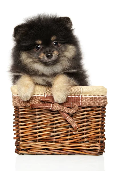 Retrato Cachorro Pomeranian Spitz Joven Canasta Mimbre Sobre Fondo Blanco — Foto de Stock