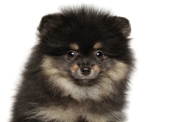 Detailní Záběr Štěňátko Pomeranian Spitz Bílém Pozadí — Stock fotografie