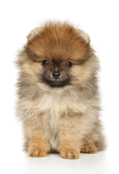 Retrato Cachorro Joven Spitz Sobre Fondo Blanco Tema Bebé Animal — Foto de Stock