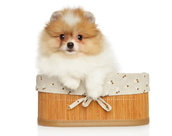 Adorable Pomeranian Spitz Puppy Basket White Background — Stock Photo, Image