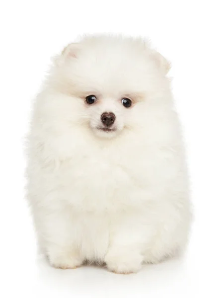 Primo Piano Ritratto Simpatico Cucciolo Pomerania Bianco Vista Frontale — Foto Stock