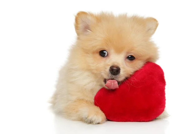 Primo Piano Simpatico Cucciolo Spitz Pomerania Con Peluche Rosso Forma — Foto Stock