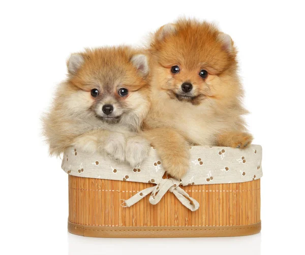 Dois Cachorros Pomerânia Sentam Uma Cesta Fundo Branco Vista Frontal — Fotografia de Stock