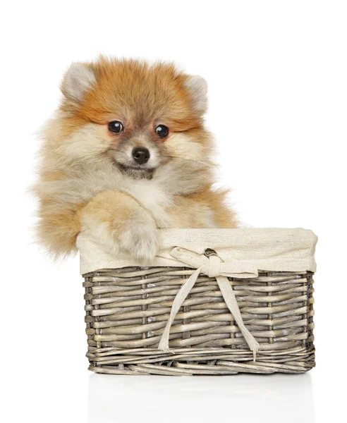 Cute Spitz Puppy Looking Camera Basket White Background — Stock Photo, Image