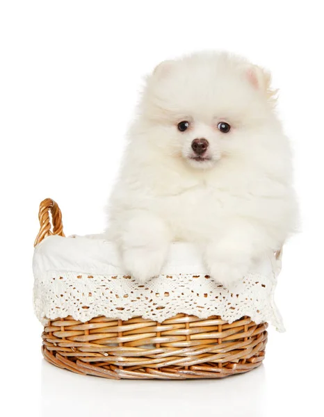 Lindo Cachorro Blanco Pomeranian Spitz Canasta Mimbre Vista Frontal — Foto de Stock