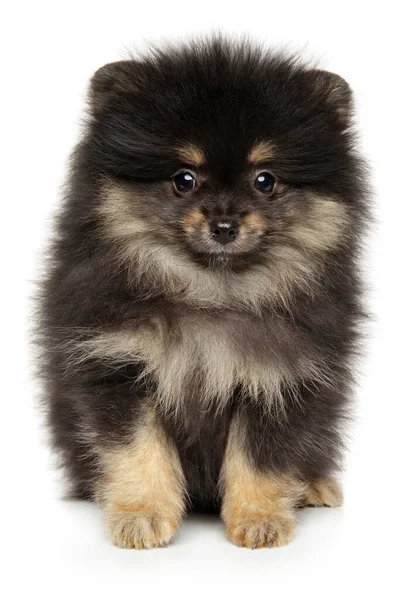 Cute Pomeranian Szczeniak Spitz Patrząc Aparat Siedzi Białym Tle — Zdjęcie stockowe