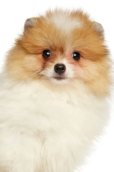 Aranyos Pomeranian Spitz Kiskutya Előtt Fehér Háttér — Stock Fotó