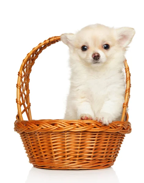 Chihuahua Štěně Sedí Proutěném Koši Bílém Pozadí — Stock fotografie