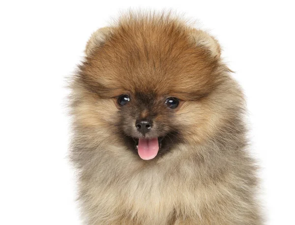 Close Filhote Cachorro Feliz Pomeranian Fundo Branco — Fotografia de Stock