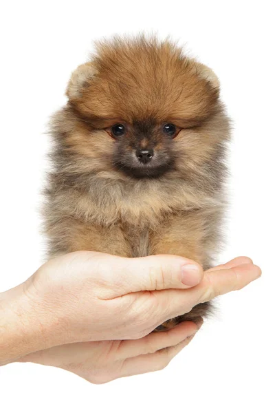 Pequeño Cachorro Pomeranian Spitz Las Manos Sobre Fondo Blanco Tema — Foto de Stock