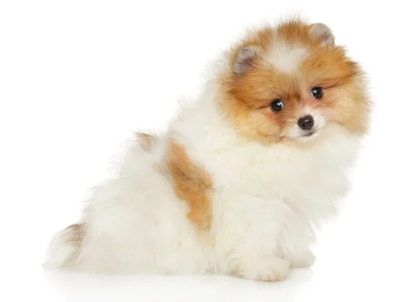Filhote Cachorro Triste Pomerânia Sentado Fundo Branco Tema Animal Bebê — Fotografia de Stock