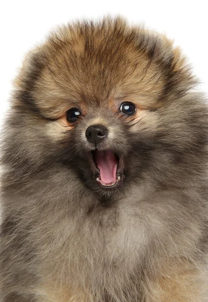 Primer Plano Del Cachorro Pomeranian Spitz Vista Frontal —  Fotos de Stock
