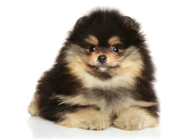 Pomeranian Spitz Cachorro Agraciado Acostado Sobre Fondo Blanco —  Fotos de Stock
