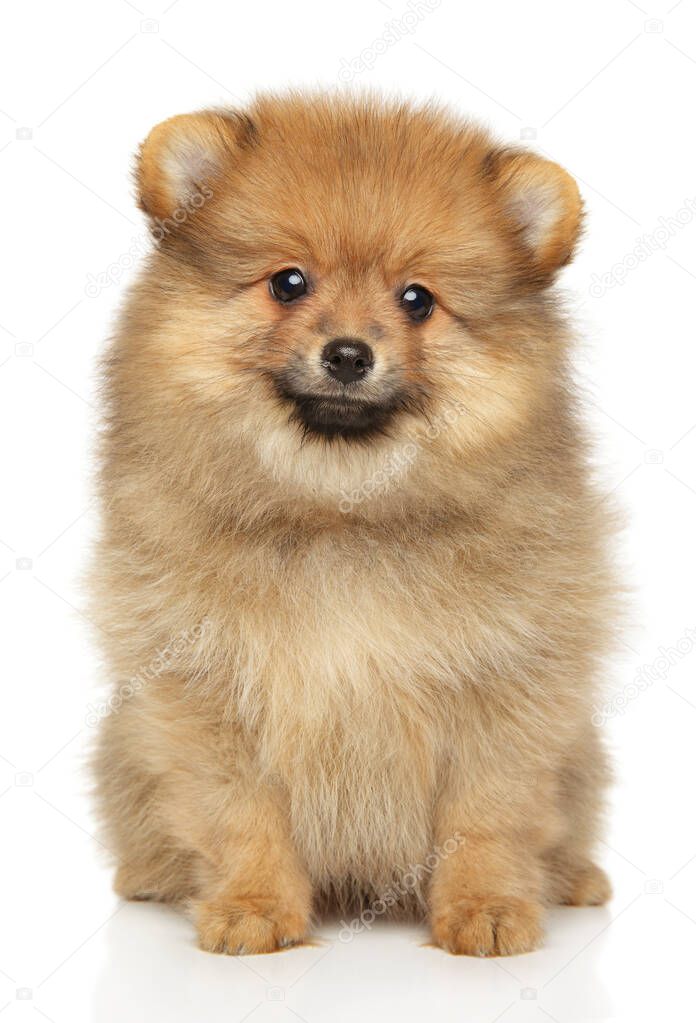 Close-up of a Pomeranian Spitz puppy on white background, front view