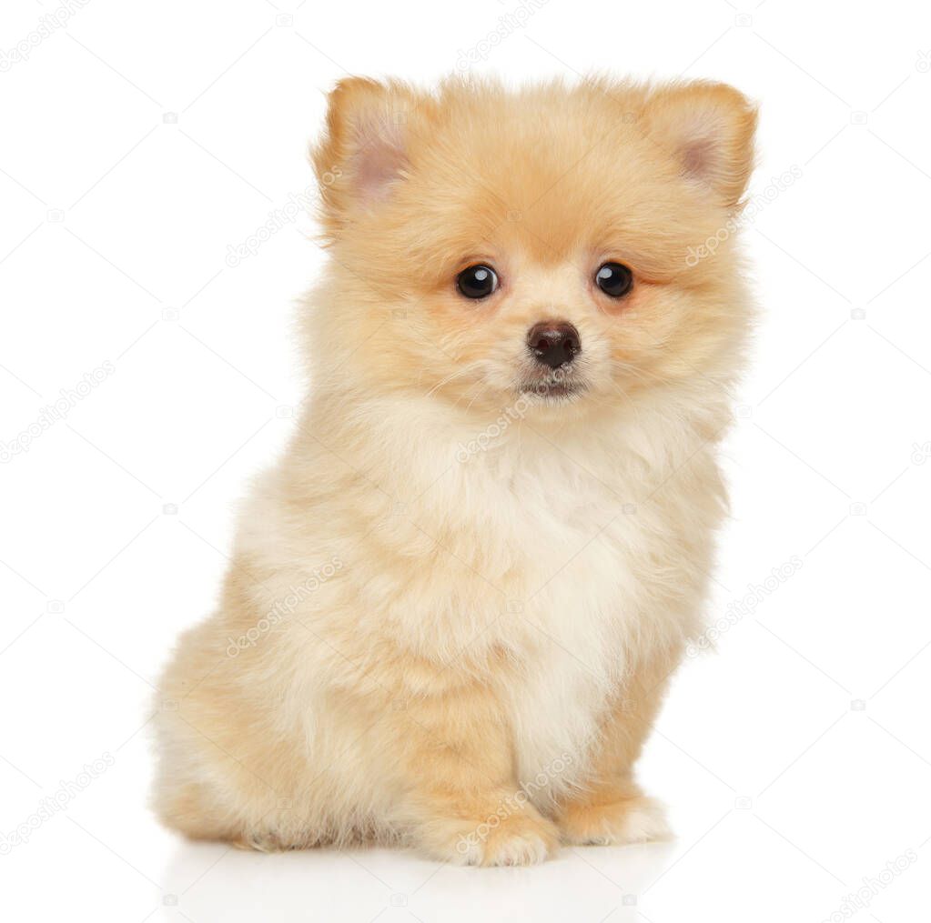 Pomeranian Spitz puppy sits on a white background, front view