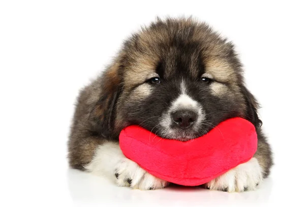 Cachorrinho Pastor Caucasiano Com Coração Valentim Vermelho Fundo Branco — Fotografia de Stock