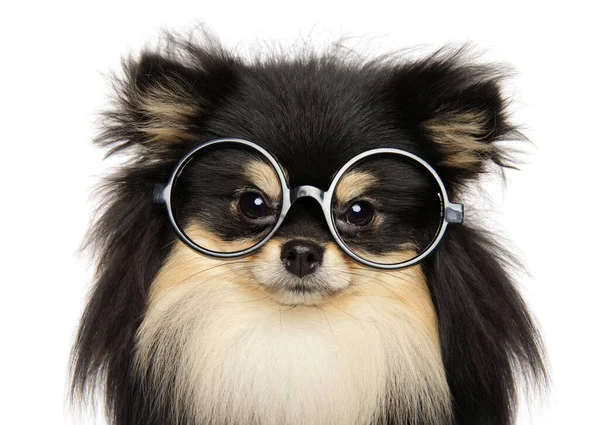 Chien Drôle Avec Des Lunettes Sur Fond Blanc — Photo