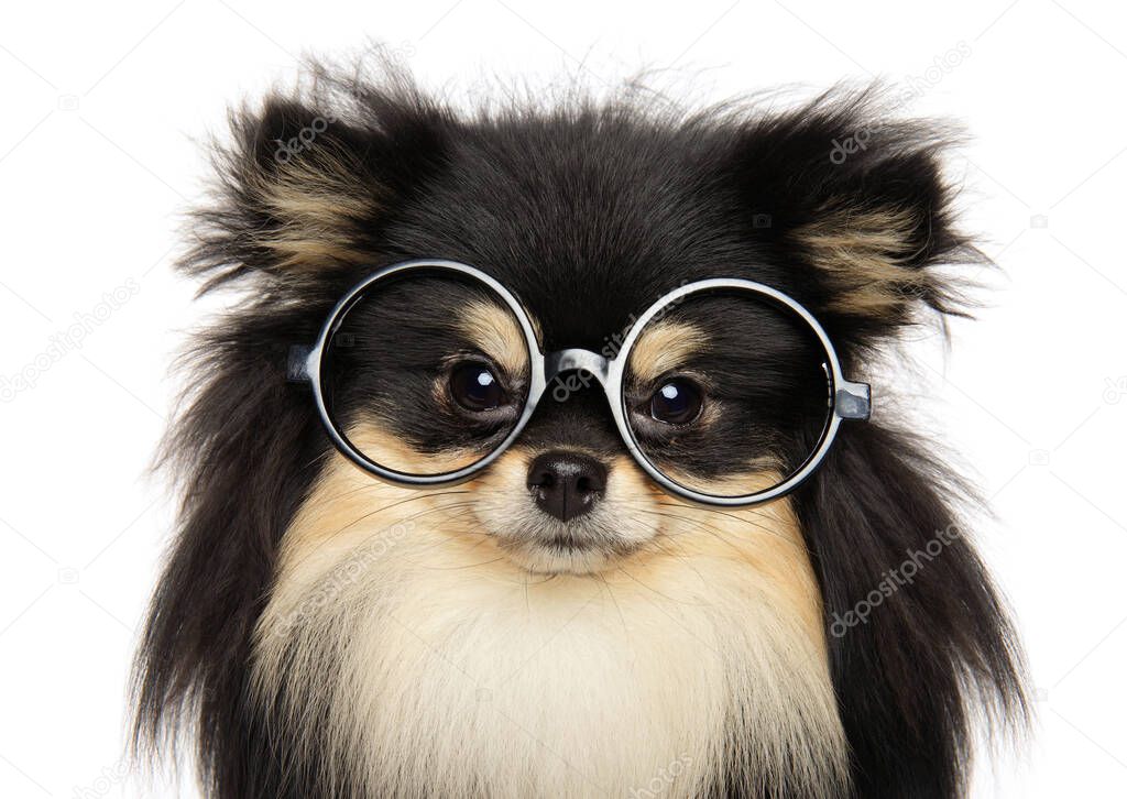 Funny dog with glasses on white background