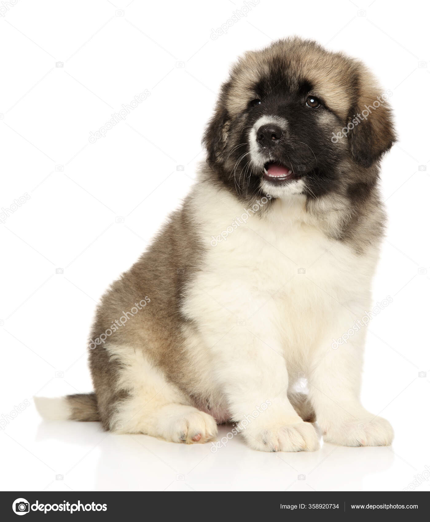 Cute Caucasian Shepherd Puppy Sits White Background — Stock Photo