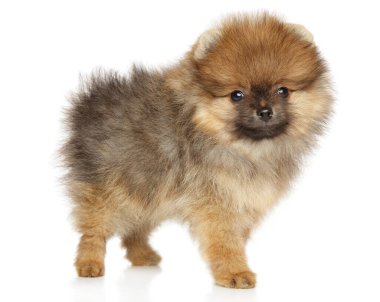 Beyaz arka planda poz veren Pomeranian Spitz köpeği