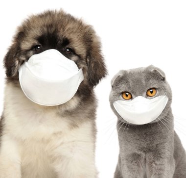 Dog and cat in protective masks on a white background. Baby animal theme clipart