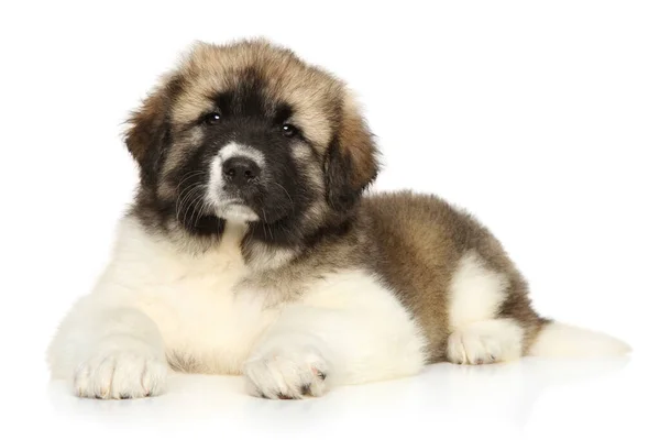 Caucasian Shepherd Puppy Lying White Background — Stock Photo, Image