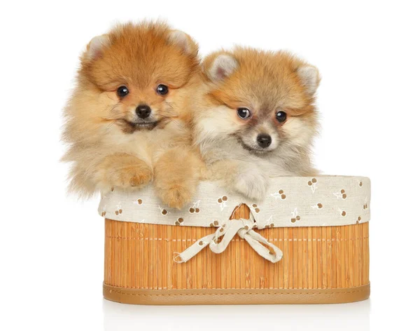 Δύο Αστεία Pomeranian Κουτάβια Στο Καλάθι Λευκό Φόντο — Φωτογραφία Αρχείου