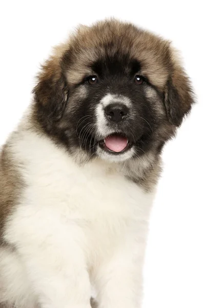 Close Caucasian Shepherd Puppy White Background Baby Animal Theme — Stock Photo, Image