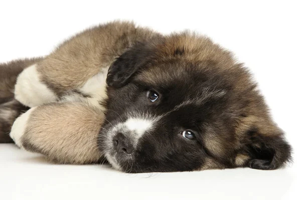 Cachorrinho Pastor Caucasiano Deitado Sobre Fundo Branco Tema Animal Bebê — Fotografia de Stock