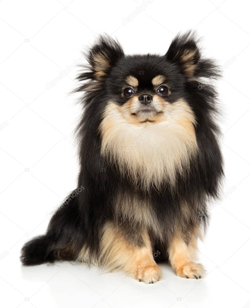 Pomeranian Spitz sits in front of white background
