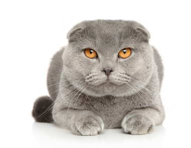 İskoç Katlayan Kedi beyaz arka planda kameraya bakıyor