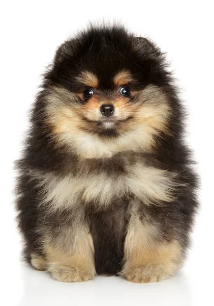 Adorabile Pomerania Spitz Cucciolo Seduto Sfondo Bianco — Foto Stock