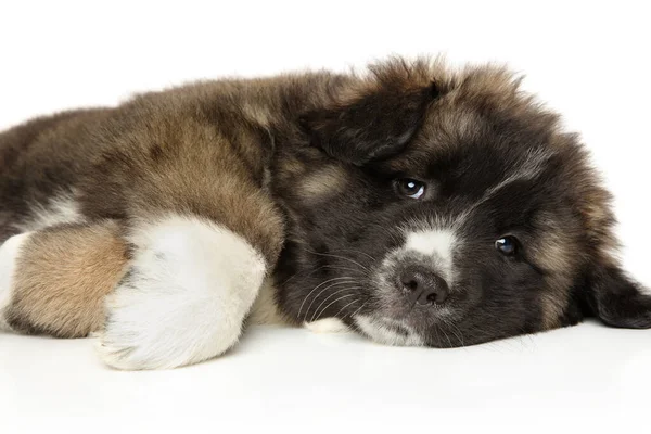 Kaukasische Herder Puppy Rusten Voorkant Van Witte Achtergrond Thema Voor — Stockfoto