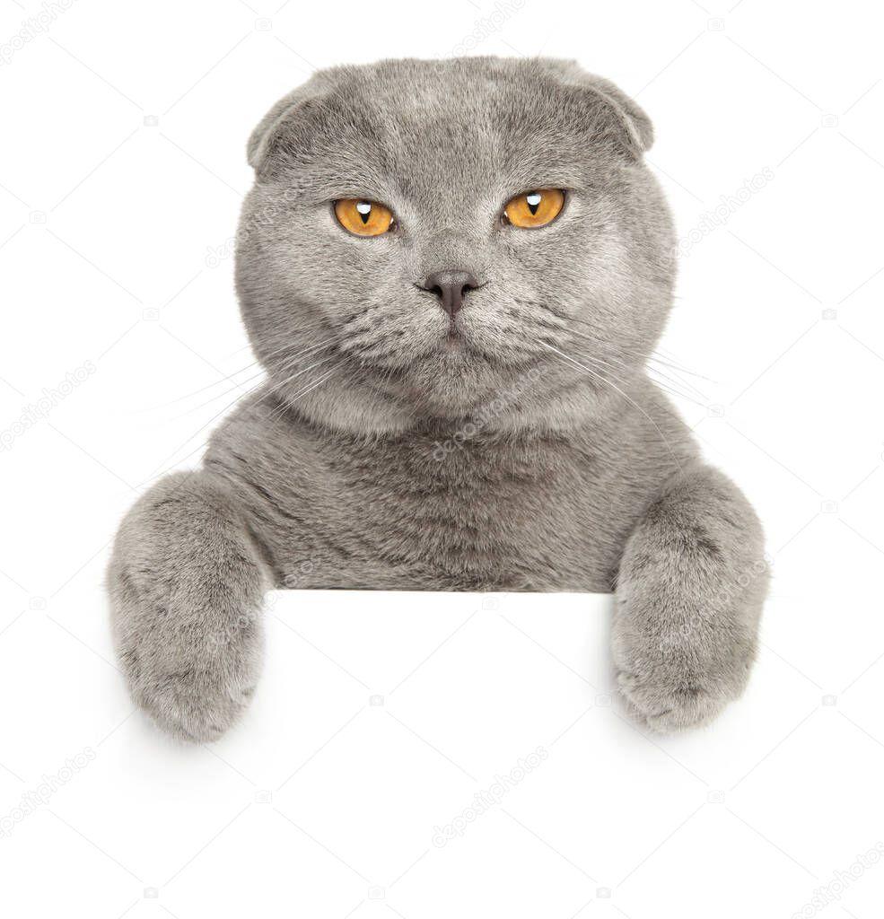 Cunning cat above banner, isolated on white background